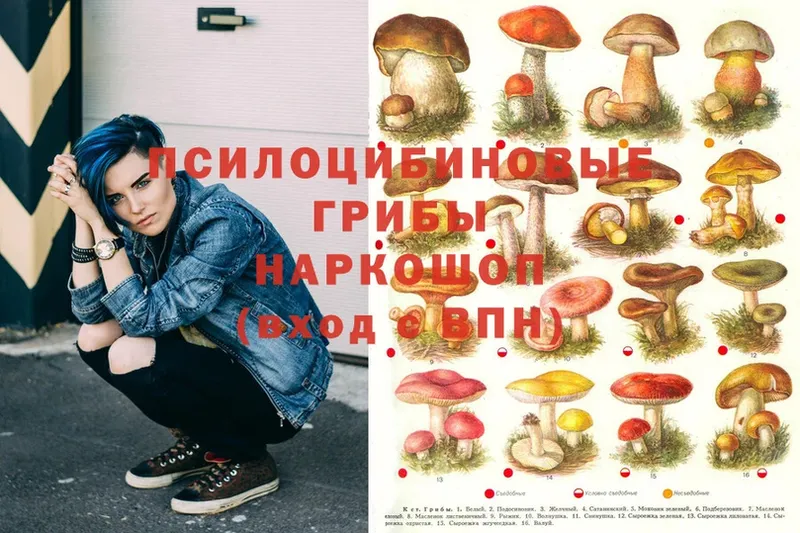 Галлюциногенные грибы Psilocybine cubensis  Духовщина 